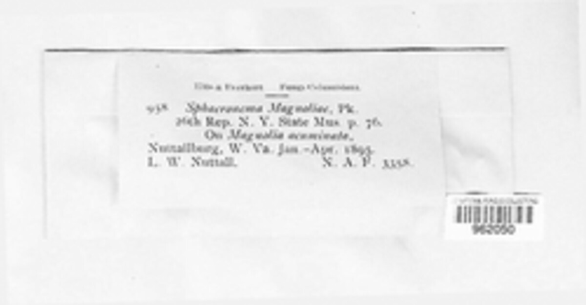 Naemosphaera magnoliae image